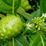 pohon mengkudu