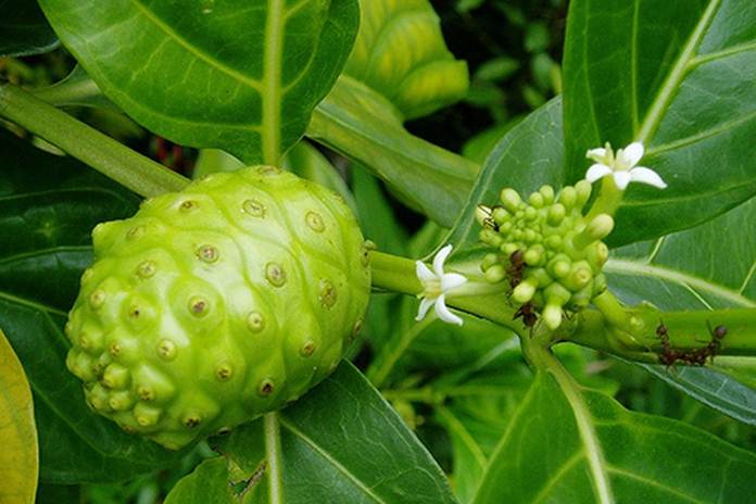 pohon mengkudu
