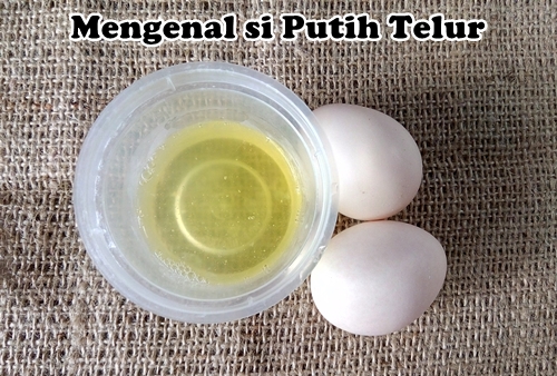 Mengenal Si Putih Telur