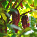 Resep Warisan Keluarga