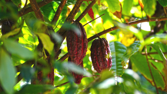 Resep Warisan Keluarga