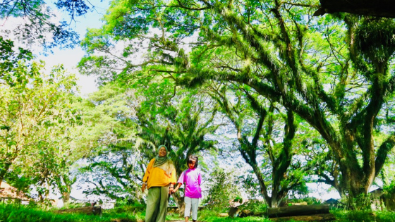 Wisata Djawatan Benculuk, Lord of The Rings ala Banyuwangi