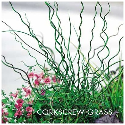 corkscrew grass