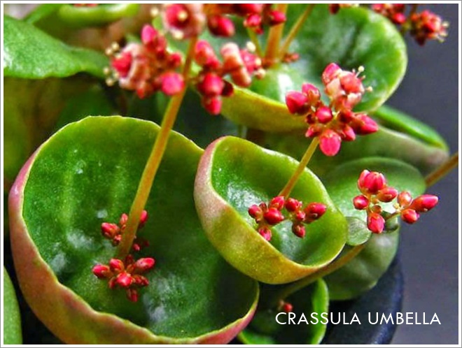 crassula umbella
