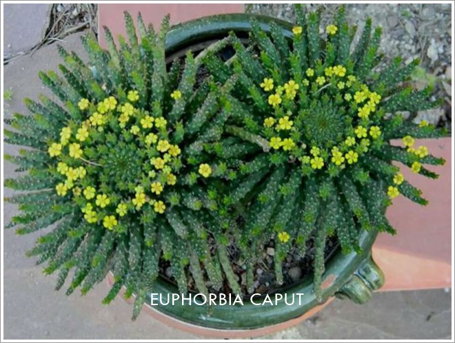 euphorbia caput