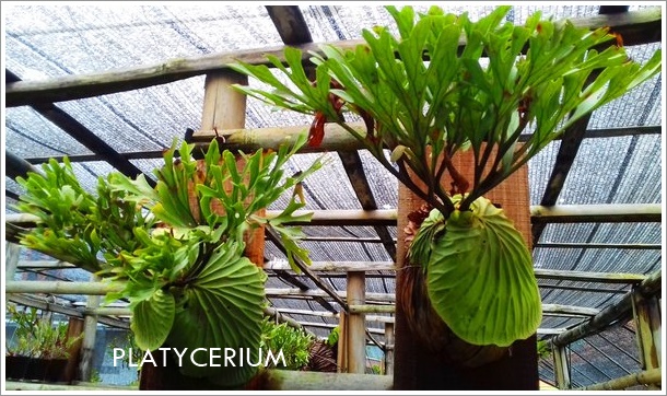 platycerium