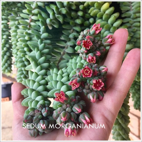 sedum morganianum
