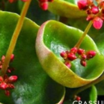11 Tanaman Hias Unik untuk Home Decor