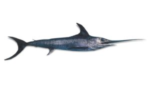 swordfish