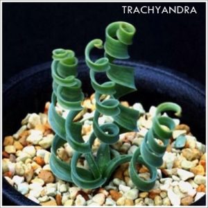 trachyandra
